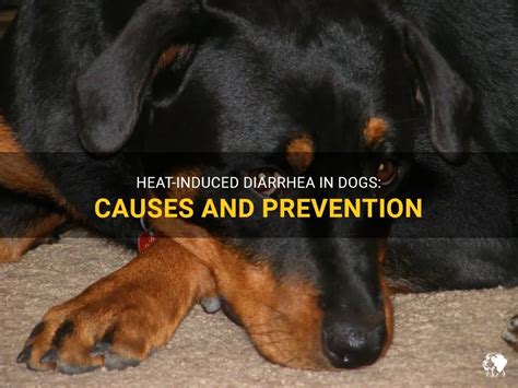 can overheating cause diarrhea in dogs